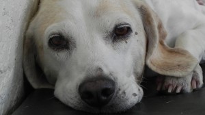 Boomer Baby Seal Closeup 1920