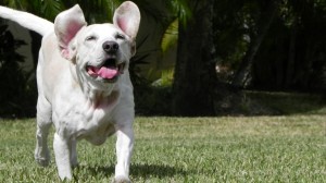 Boomer running to Camera 1920