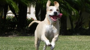 Kate Running toward Camera Tongue Hanging Out 1920