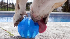 Katie Closeup Licking Blue Ball 1920